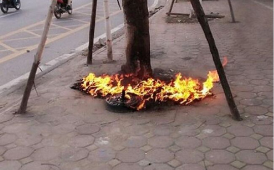 Hà Nội xử lý hành vi đốt cây xanh