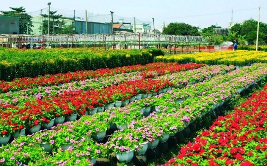 Làng hoa Gò Vấp BÂY GIỜ