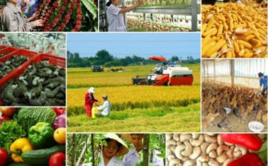 Hỗ trợ tới 90% phí bảo hiểm nông nghiệp cho hộ nghèo