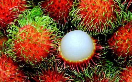Chôm chôm Việt Nam sắp được xuất khẩu sang New Zealand