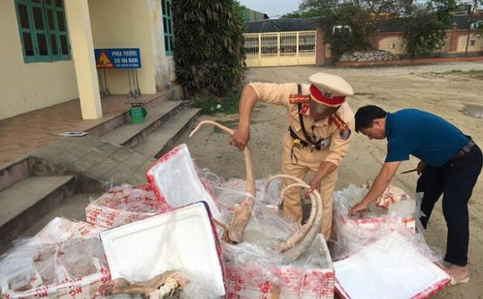 CSGT bắt giữ hàng tấn thịt, nội tạng thối