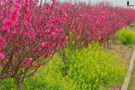 Làng đào Nhật Tân tô thắm sắc Xuân