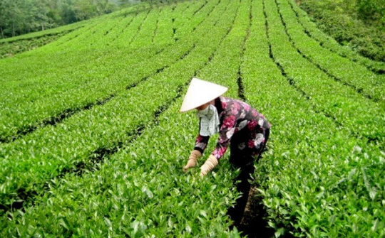 XÍ NGHIỆP CHÈ 20/4: Kế thừa truyền thống để hội nhập và phát triển