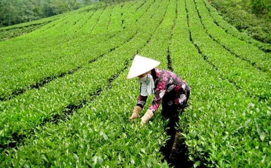 XÍ NGHIỆP CHÈ 20/4: Kế thừa truyền thống để hội nhập và phát triển