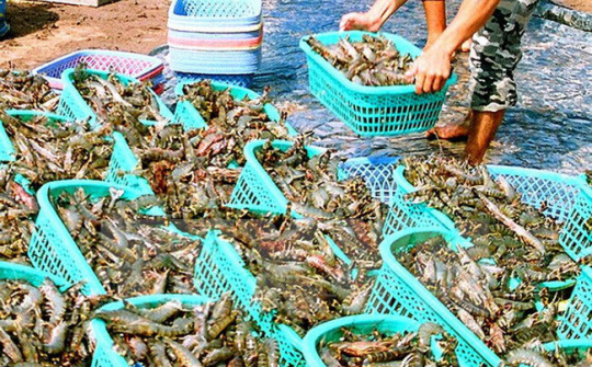 Kế hoạch hành động quốc gia phát triển ngành tôm