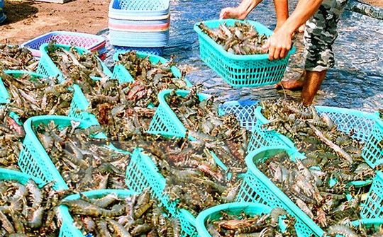 Kế hoạch hành động quốc gia phát triển ngành tôm
