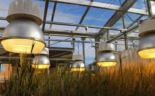 Phương pháp mới giúp cây sinh trưởng 'thần tốc'