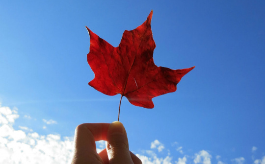 Du học liệu có phải là tấm “thảm thần kì”?