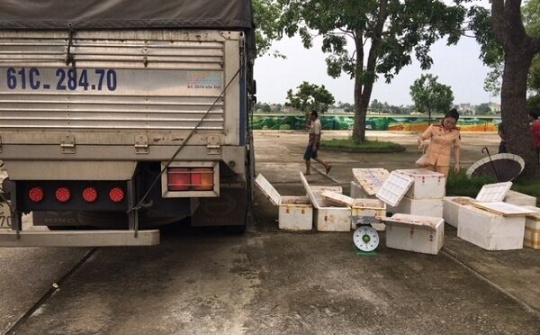 Bắt giữ 250 kg thịt gà đang phân hủy trên đường đi tiêu thụ