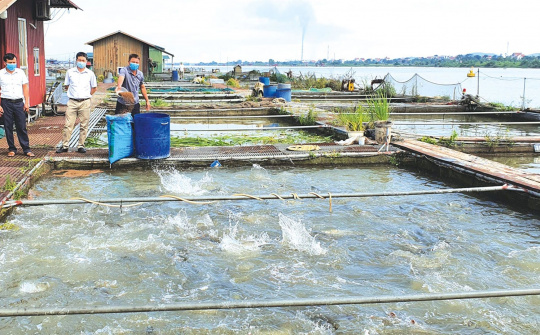 Bắc Ninh: Tăng cường phòng, chống một số bệnh nguy hiểm trên thuỷ sản nuôi