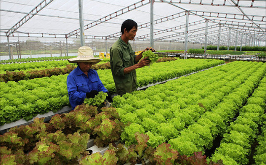 Thừa Thiên – Huế: Khuyến khích doanh nghiệp đầu tư vào nông nghiệp, nông thôn