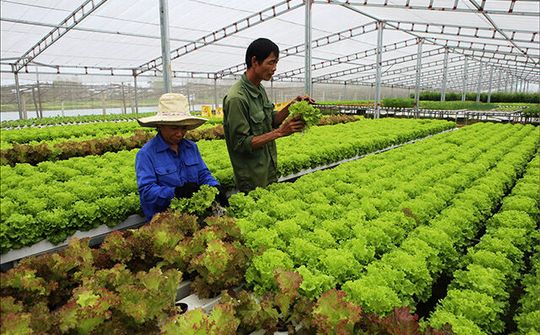 Thừa Thiên – Huế: Khuyến khích doanh nghiệp đầu tư vào nông nghiệp, nông thôn
