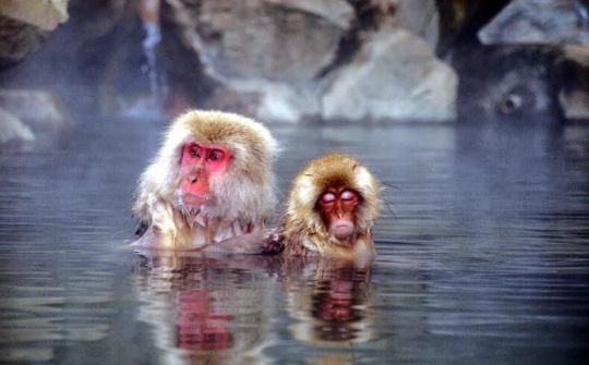 Khỉ tuyết tắm suối nước nóng cực độc đáo tại Nhật Bản