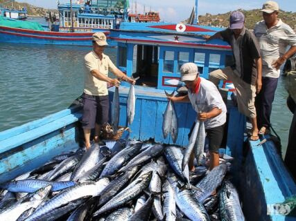 Nhiều chính sách hỗ trợ phát triển nghề khai thác viễn dương