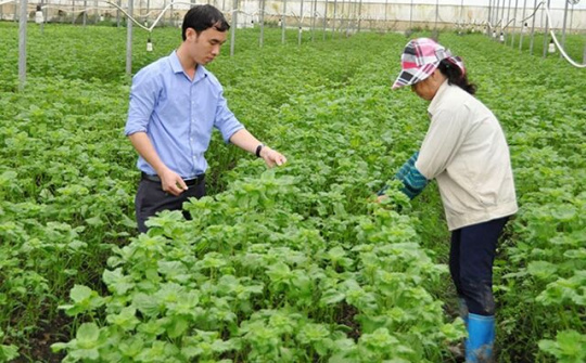 Bắc Ninh: Phát triển trang trại nông nghiệp công nghệ cao