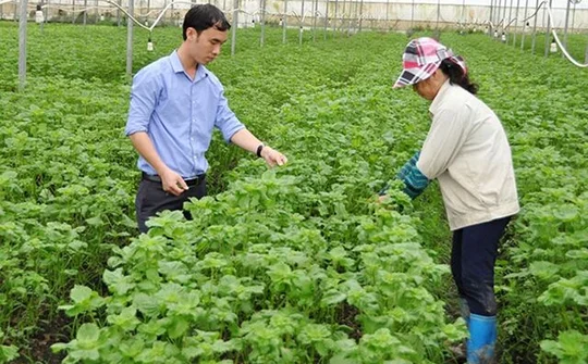 Bắc Ninh: Phát triển trang trại nông nghiệp công nghệ cao