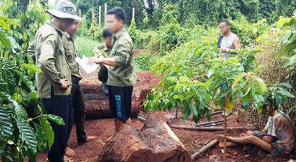Kon Tum: Bắt 3 đối tượng cắt trộm gỗ trắc trong rừng đặc dụng