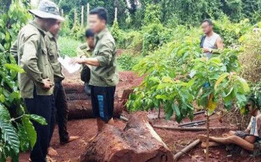 Kon Tum: Bắt 3 đối tượng cắt trộm gỗ trắc trong rừng đặc dụng