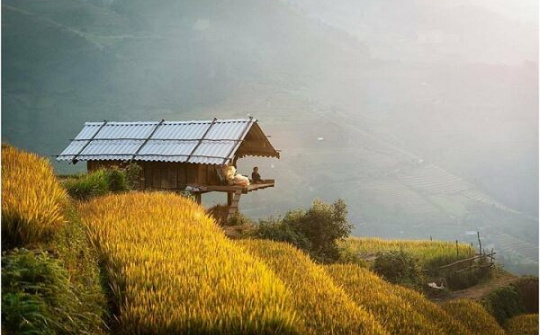 Thưởng lãm ‘mùa vàng’ đẹp như trong tranh ở Mù Cang Chải