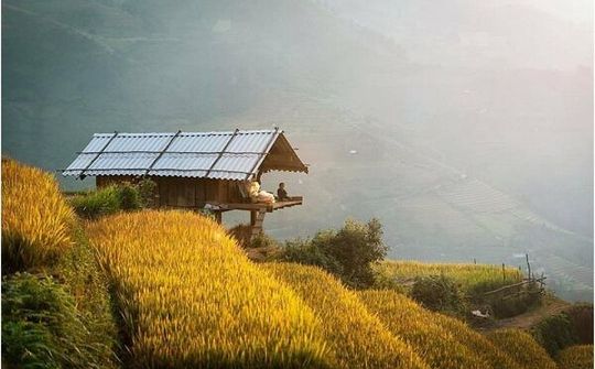 Thưởng lãm ‘mùa vàng’ đẹp như trong tranh ở Mù Cang Chải