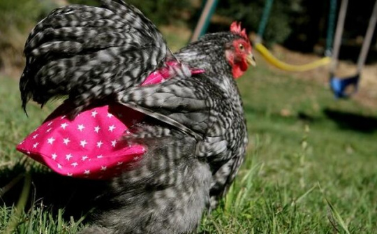 Chuyện lạ - Kiếm tiền tỷ từ việc sản xuất tã gia cầm