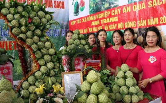 Mai Son sugar apple receives certification mark