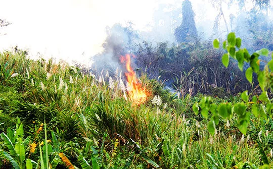 Khánh Hòa: Khoảng 100 ha rừng phòng hộ bị cháy, thiệt hại hàng tỷ đồng