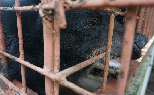 Tien Giang ends bear farming activities at private farms
