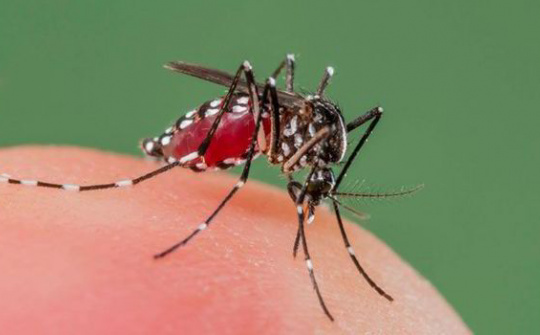 Phát minh máy diệt muỗi bằng sóng ánh sáng