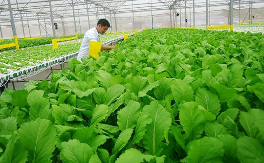 Chính sách khuyến khích phát triển nông nghiệp hữu cơ