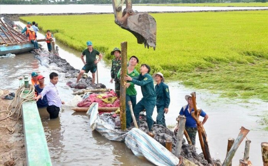 Kiên Giang: Giúp dân gia cố bờ bao cứu 30 công lúa khỏi bị ngập nước
