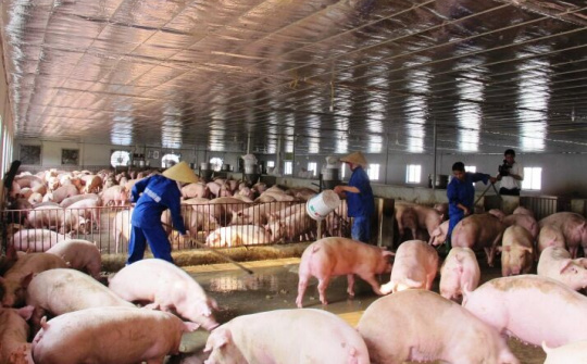 Tập trung ngăn chặn bệnh Dịch tả lợn Châu Phi xâm nhiễm vào Việt Nam
