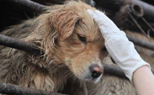 Giới trẻ tranh luận về dự kiến cấm bán thịt chó ở Hà Nội từ năm 2021