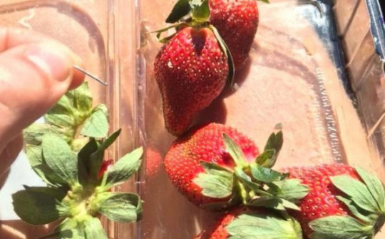 Australia mở rộng điều tra vụ dâu tây bị ghim kim nhọn