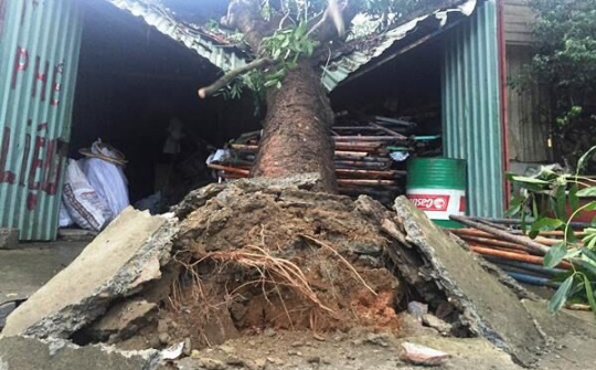 An Giang: Cây đổ sập nhà khiến hai mẹ con tử vong