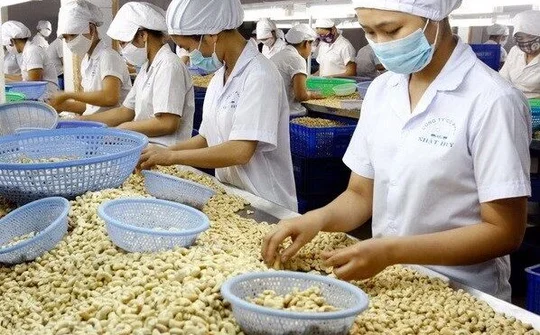 Triển khai giải pháp phát triển sản xuất, thúc đẩy xuất khẩu