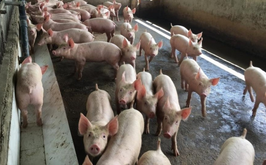 Domestic pork prices rise amid African swine fever fears