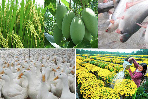 Sơ kết 5 năm thực hiện Đề án tái cơ cấu nông nghiệp