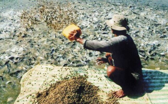 Phạt nặng hành vi sử dụng chất cấm trong chăn nuôi