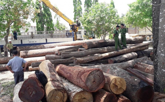 Bắt Đội trưởng kiểm lâm nhận hối lộ của trùm gỗ lậu Phượng 'râu'