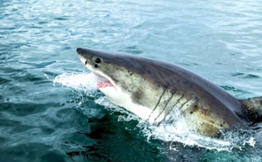 Chính quyền Úc giết 6 con cá mập sau vụ tấn công du khách ở Whitsunday