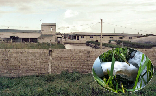 Thanh Hóa: Người dân bức xúc vì trang trại lợn của CTCP TM Sao Khuê gây ô nhiễm môi trường