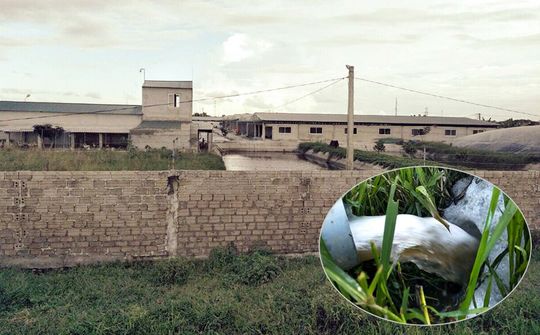 Thanh Hóa: Người dân bức xúc vì trang trại lợn của CTCP TM Sao Khuê gây ô nhiễm môi trường