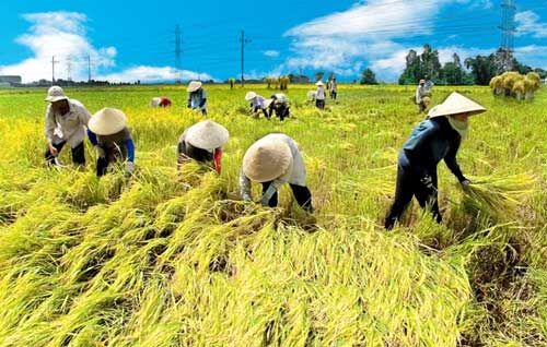 Tháng 11 sẽ tổ chức Hội nghị trực tuyến toàn quốc về tam nông