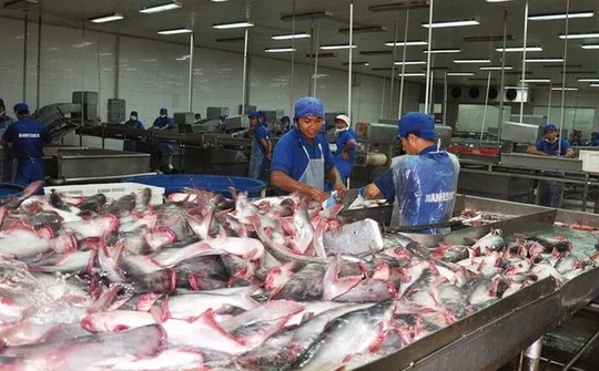 Giá cá tra đang tăng cao kỷ lục