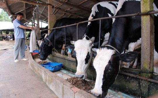 Hỗ trợ Ninh Thuận phòng, chống dịch bệnh động vật