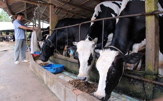 Hỗ trợ Ninh Thuận phòng, chống dịch bệnh động vật