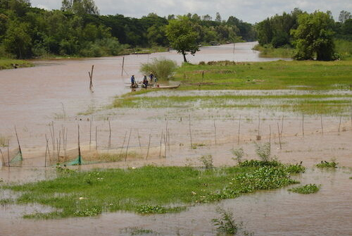 Hàng ngàn ha lúa và hoa màu thiệt hại do lũ về nhanh