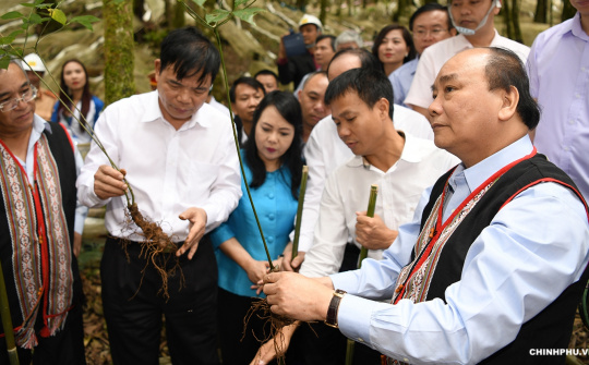 PM: Ngoc Linh ginseng should be competitive with global brands
