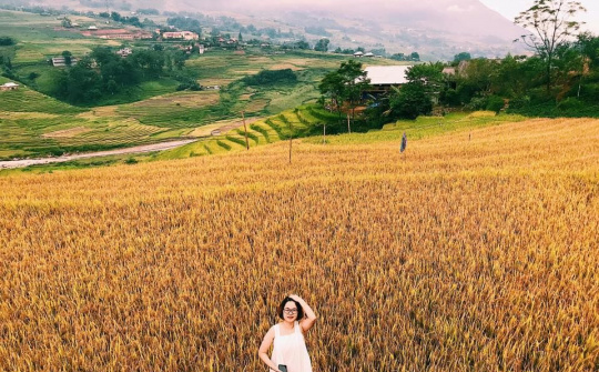 Sa Pa vào mùa lúa chín đẹp nhất năm